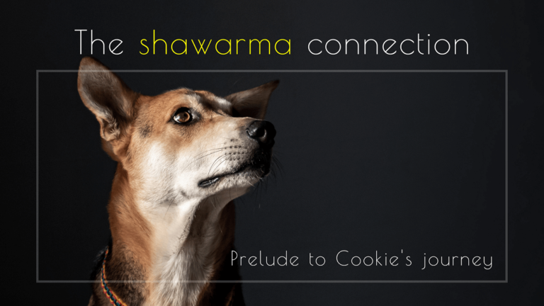 Read more about the article The shawarma connection