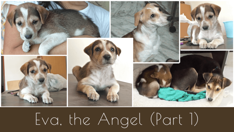 Read more about the article Eva, The Angel (Part 1)