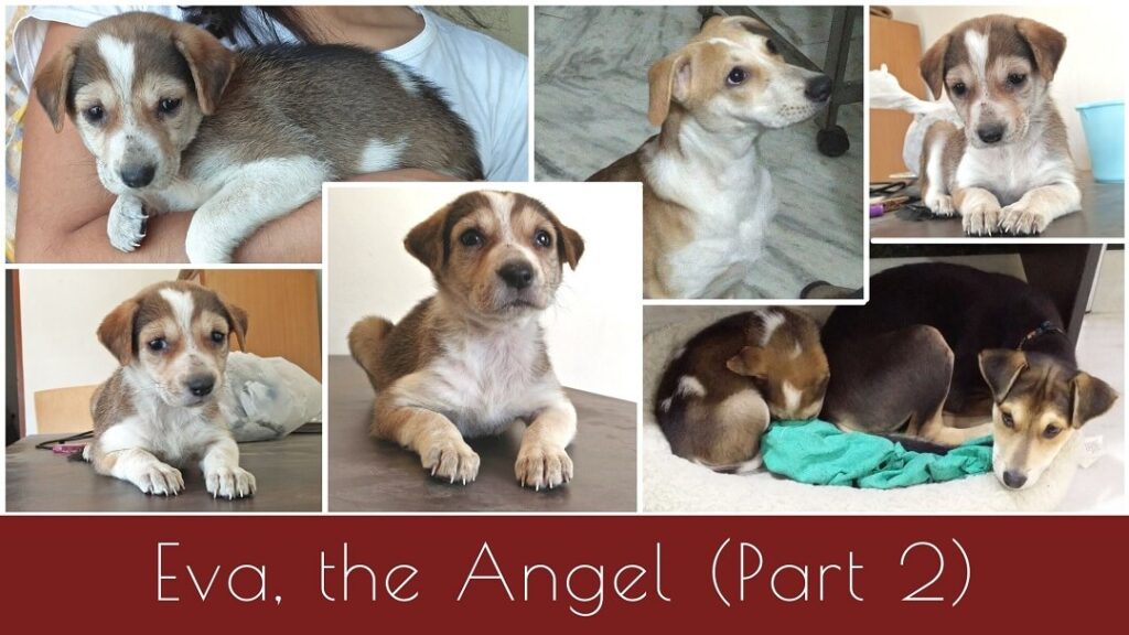 Adoption story of Eva, part 2